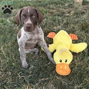 Drake, German Shorthaired Pointer Puppy